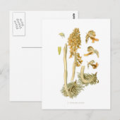 Carte Postale Neottia nidus avis (Devant / Derrière)
