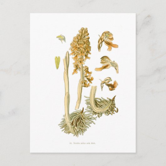 Carte Postale Neottia nidus avis (Devant)
