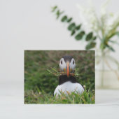 Carte Postale Nest Builder Puffin (Debout devant)