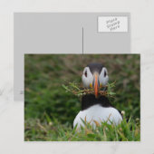 Carte Postale Nest Builder Puffin (Devant / Derrière)