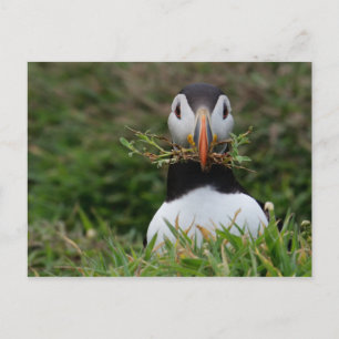 Carte Postale Nest Builder Puffin