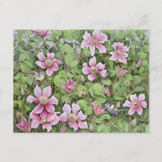 Carte Postale Nesting in Clematis (Devant)