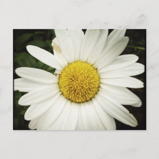 Carte postale NettieMade