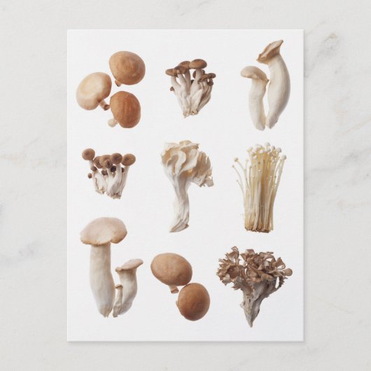 Carte Postale Neuf Champignons Brown (Devant)