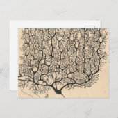 Carte Postale Neuron Drawing By Santiago Ramón Y Cajal (Devant / Derrière)