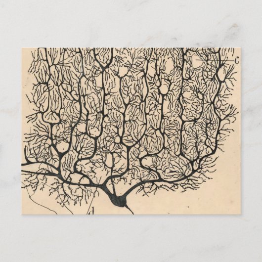 Carte Postale Neuron Drawing By Santiago Ramón Y Cajal (Devant)