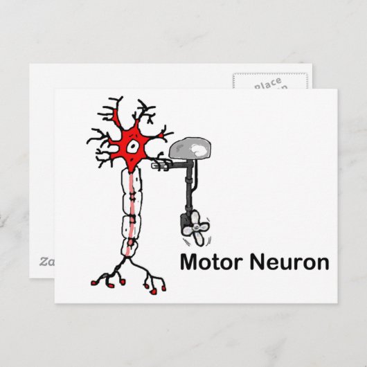 Carte Postale Neuron moteur (Devant / Derrière)
