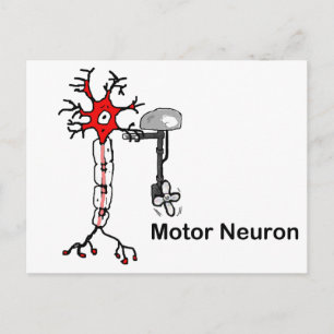 Carte Postale Neuron moteur