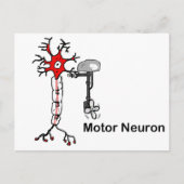 Carte Postale Neuron moteur (Devant)