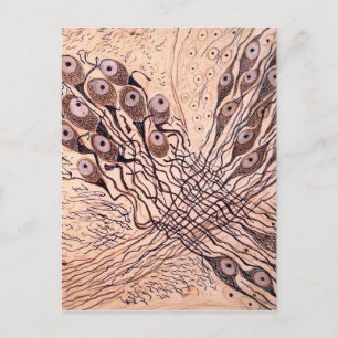 Carte Postale Neurones de Cajal 1