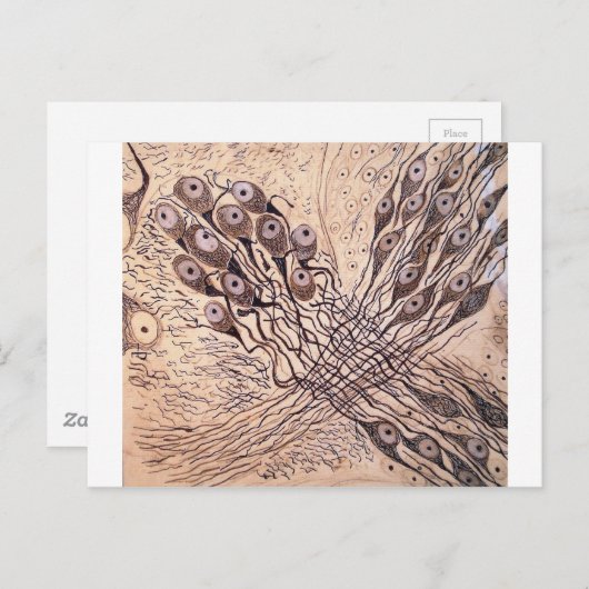Carte Postale Neurones de Cajal 1 (Devant / Derrière)