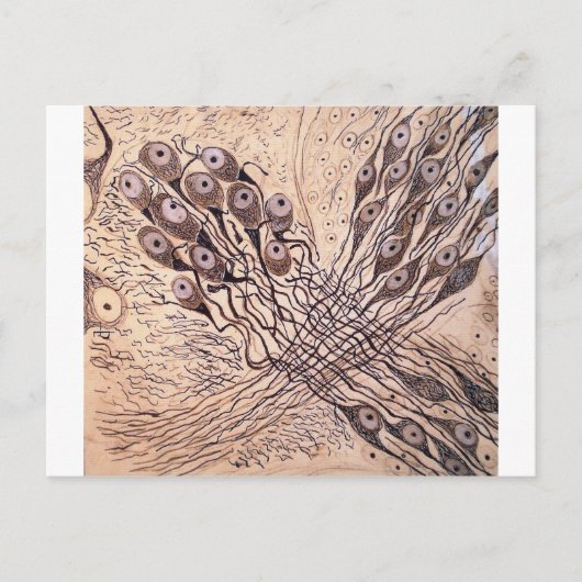 Carte Postale Neurones de Cajal 1 (Devant)