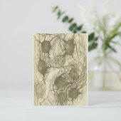 Carte Postale neurones de Cajal 6 (Debout devant)