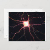 Carte Postale neurones hippocampaux 2 (Devant / Derrière)