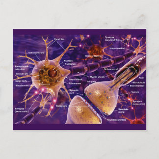 Carte Postale Neurones moteurs