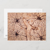 Carte Postale Neurons de Cajal 3 (Devant / Derrière)