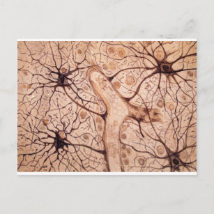 Carte Postale Neurons de Cajal 3
