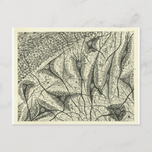 Carte Postale Neurons de Cajal 4 (Devant)