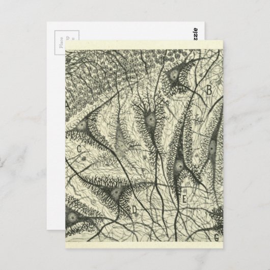 Carte Postale Neurons de Cajal 4 (Devant / Derrière)