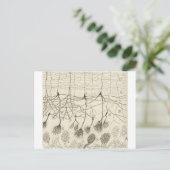 Carte Postale Neurons de Cajal 8 (Debout devant)