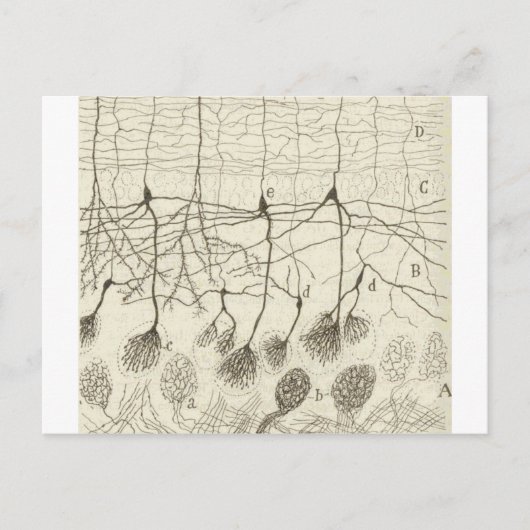 Carte Postale Neurons de Cajal 8 (Devant)