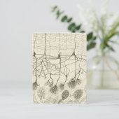 Carte Postale Neurons de Cajal 8 (Debout devant)