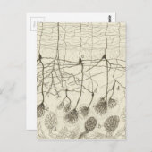 Carte Postale Neurons de Cajal 8 (Devant / Derrière)