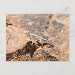Carte Postale Nevada Lizard Vous Regarde !