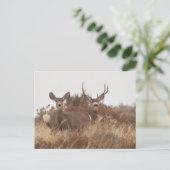 CARTE POSTALE NEVADA MULE DEER (Debout devant)