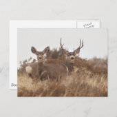 CARTE POSTALE NEVADA MULE DEER (Devant / Derrière)