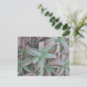 Carte Postale Nevada succulents (Debout devant)