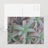 Carte Postale Nevada succulents (Devant / Derrière)