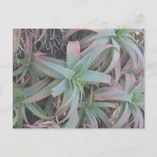 Carte Postale Nevada succulents (Devant)