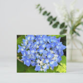 Carte postale New Bloom Hydrangea (Debout devant)