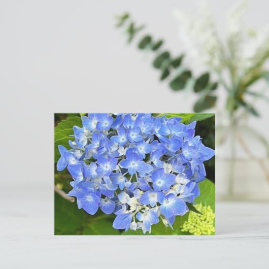 Carte postale New Bloom Hydrangea (Debout devant)