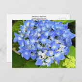 Carte postale New Bloom Hydrangea (Devant / Derrière)