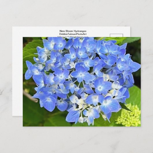 Carte postale New Bloom Hydrangea (Devant / Derrière)