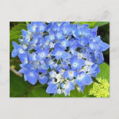 Carte postale New Bloom Hydrangea (Devant)
