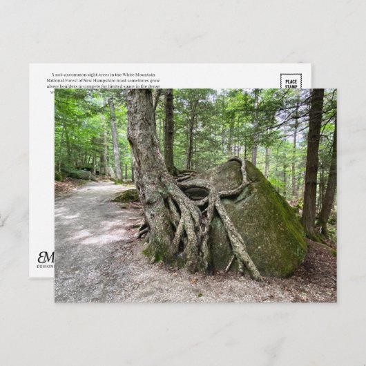 Carte postale New Hampshire Rock Tree (Devant / Derrière)