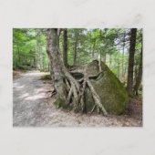 Carte postale New Hampshire Rock Tree (Devant)