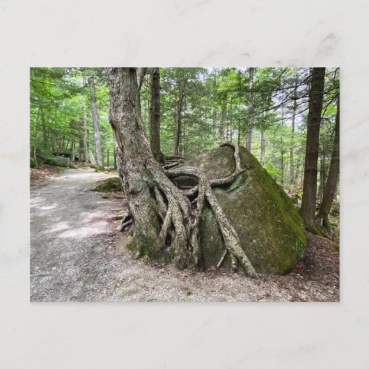 Carte postale New Hampshire Rock Tree (Devant)