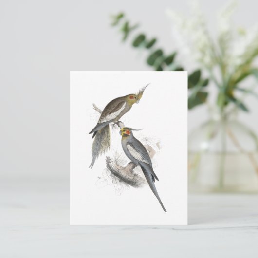 Carte Postale New Holland Parrakeet par Edward Lear (Debout devant)