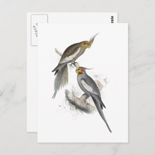 Carte Postale New Holland Parrakeet par Edward Lear (Devant / Derrière)