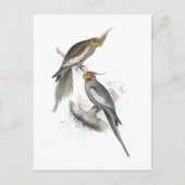 Carte Postale New Holland Parrakeet par Edward Lear (Devant)