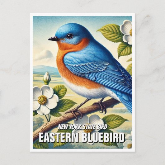 Carte Postale New York State Bird Eastern Bluebird (Devant)