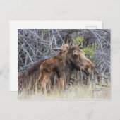 Carte Postale Newborn Moose Calf Nuzzling its Mother (Devant / Derrière)