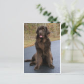 Carte Postale Newfie Brown (Debout devant)