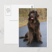 Carte Postale Newfie Brown (Devant / Derrière)