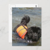 Carte postale Newfie Water Secourt (Devant / Derrière)
