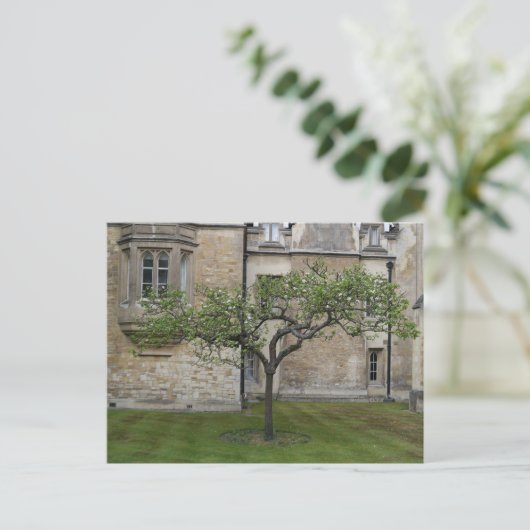 Carte Postale Newton Apple Tree, Cambridge, Angleterre (Debout devant)